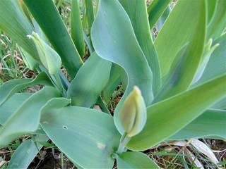 Obraz premium not blooming purple iris flower covered with dew drops