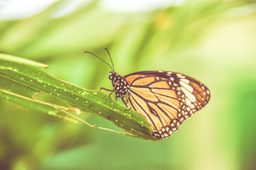 Monarch butterfly