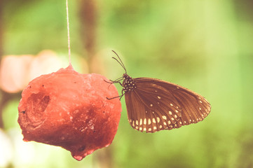 Obraz premium Monarch butterfly with old color 