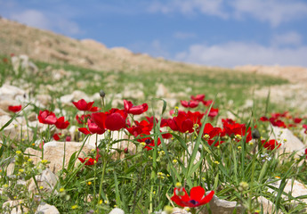 Flowers red poppies blossom on wild spring field. Beautiful field of fresh red poppies reach out towards the sun in sunny day with brightly green grass.