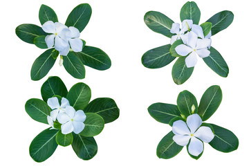 Fototapeta na wymiar White Catharanthus roseus (Periwinkle,Madagascar rosy periwinkle)‎ as background picture.flower on clipping path.