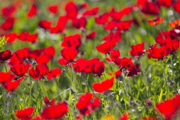 Fototapeta na wymiar Flowers red poppies blossom on wild spring field. Beautiful field of fresh red poppies reach out towards the sun in sunny day with brightly green grass.