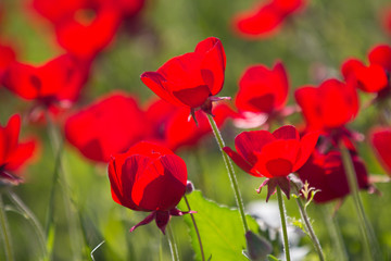 Flowers red poppies blossom on wild spring field. Beautiful field of fresh red poppies reach out towards the sun in sunny day with brightly green grass.