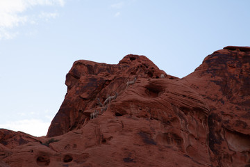 Fototapeta premium Mountain Goats