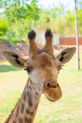 Close-up of a giraffe. Giraffe's face.