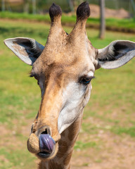 Close-up of a giraffe. Giraffe's face.