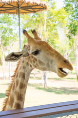 Close-up of a giraffe. Giraffe's face.