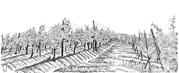 Vineyard landscape hand drawn sketch vector illustration isolated on white