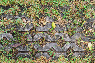 The stone block walk path in a lattice shape with green grass in it.