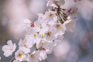 cherry tree blossom