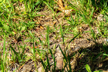 Lucertola nel campo in primavera
