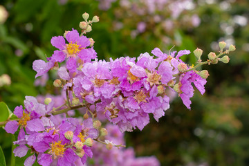 Water droplets in pink Inthanin flowers