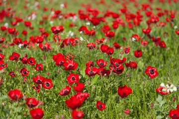 Flowers red poppies blossom on wild spring field. Beautiful field of fresh red poppies reach out towards the sun in sunny day with brightly green grass.