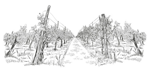 Vineyard landscape hand drawn horizontal sketch vector illustration isolated on white