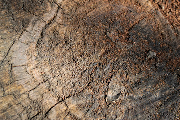 old wood texture