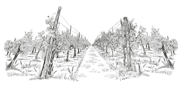 Grape illustration Common Grape Vine Wine Juice Grapes Drawing white  leaf branch png  PNGWing