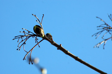 Knospe des Spitzahorn Acer platanoides
