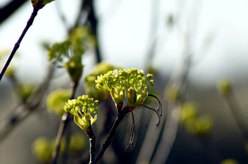 Knospe des Spitzahorn Acer platanoides
