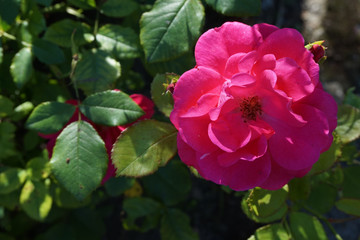 Fototapeta premium small rose as nice background