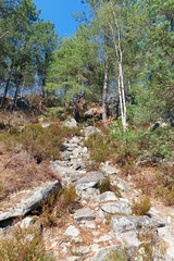 Cornebiche rocks  in Fontainebleau foresl