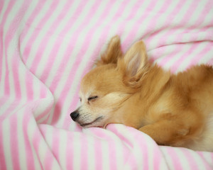 Young brown chihuahua puppy dog sleeping on soft pink blanket