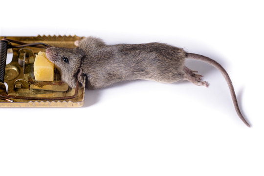 Mousetrap with a piece of cheese, on a white background, which caught a gray mouse.