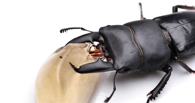 ヒラタクワガタ　唇舌(しんぜつ)