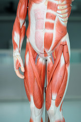 human muscle anatomy model