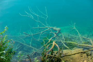 The tree roots and branches under crystal clear water of Lake Bled . Slovenia
