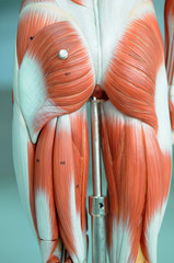 human muscle anatomy model