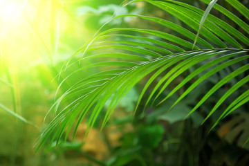 leaf of palm in sunlight.Summer tropical forest background