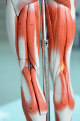 human muscle anatomy model