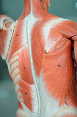 human muscle anatomy model