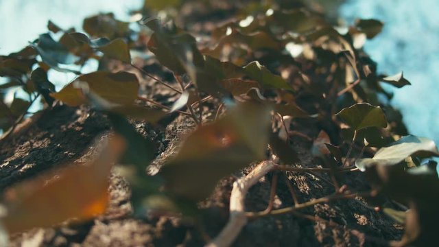 surreal video of ivy leaves tracking shot