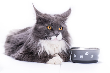 A gray cat, Maine Coon breed, sits on a white background, next to a bowl for eating and looks with big red eyes.