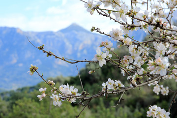 Mandelblüte auf Mallorca