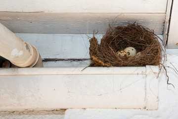 nest bird with small egg under the gutter roof home