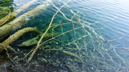 Many snags in crystal water, Plitvice Lakes in Croatia, National Park