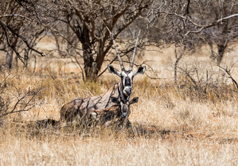 Gemsbok  Mother And Calf