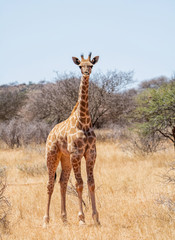 Giraffe
