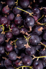Black currant with green leaf as background..
