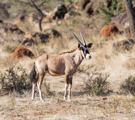 Gemsbok