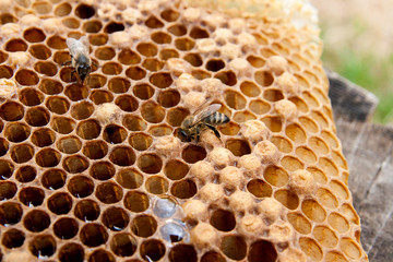 Close up view of the working bee on the honeycomb with sweet honey..
