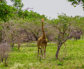Giraffe in savanna mozambique