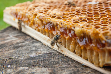 Close up view of the working bee on the honeycomb with sweet honey..