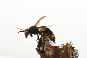asian hornet on a white background