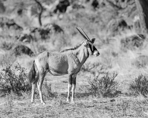 Gemsbok