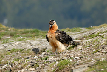 Quebrantahuesos en los pirineos. España