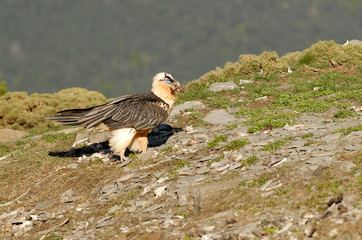Quebrantahuesos en los pirineos. España