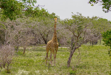 Giraffe in savanna mozambique